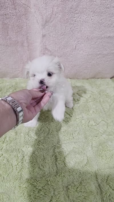 Akc Tito's , a male Maltese for sale in Monroe, NC – 4 of 4