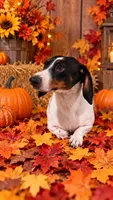 Full Akc Snoopy, a male Miniature Dachshund for sale in Monroe, NC – 1 of 2
