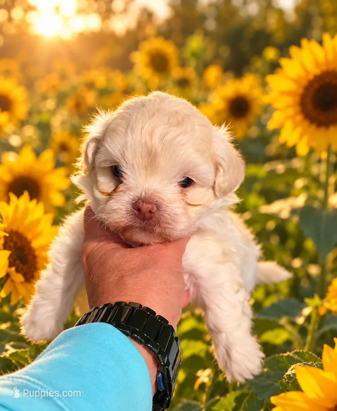  Bentley  – Shihpoo puppy for sale in Monroe, NC
