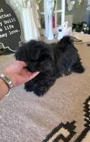 akc Bella , a female Shih Tzu for sale in Monroe, NC – 5 of 6
