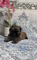 Akc Nikki , a female Shih Tzu for sale in Monroe, NC – 2 of 5