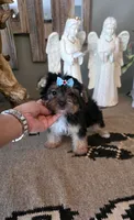 FullAkc Jackson , a male Yorkshire Terrier for sale in Monroe, NC – 2 of 2