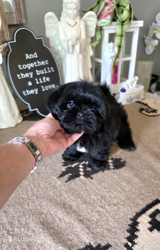 Akc jazzy  – Shih Tzu puppy for sale in Monroe, NC