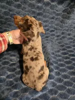 Akc Chica , a female Miniature Dachshund for sale in Monroe, NC – Photo 3 of 3