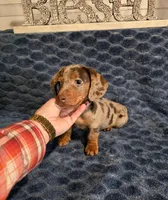 Akc Chica , a female Miniature Dachshund for sale in Monroe, NC – Photo 2 of 3