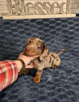 Akc Chica , a female Miniature Dachshund for sale in Monroe, NC – Photo 1 of 3