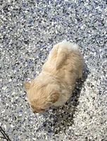 Buttons, a male Shihpoo for sale in Monroe, NC – 2 of 5