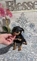 Akc Jackson , a male Miniature Pinscher for sale in Monroe, NC – 2 of 4