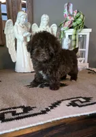 Coco, a female Shihpoo for sale in Monroe, NC – 2 of 3