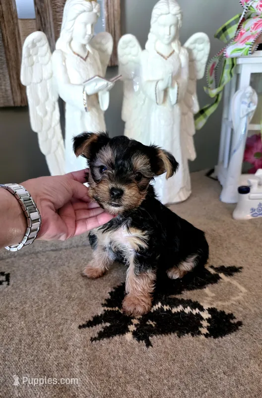 Akc Bailey  – Yorkshire Terrier puppy for sale in Monroe, NC