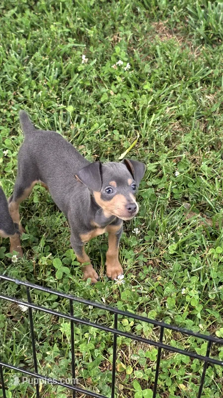 Akc Bailey  – Miniature Pinscher puppy for sale in Monroe, NC