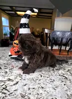 Akc princess , a female Shih Tzu for sale in Monroe, NC – 3 of 4
