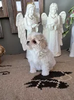 Toby, a male Maltipoo for sale in Monroe, NC – 2 of 4