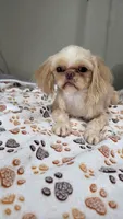 Sophie free , a female Shih Tzu for sale in Monroe, NC – 2 of 2
