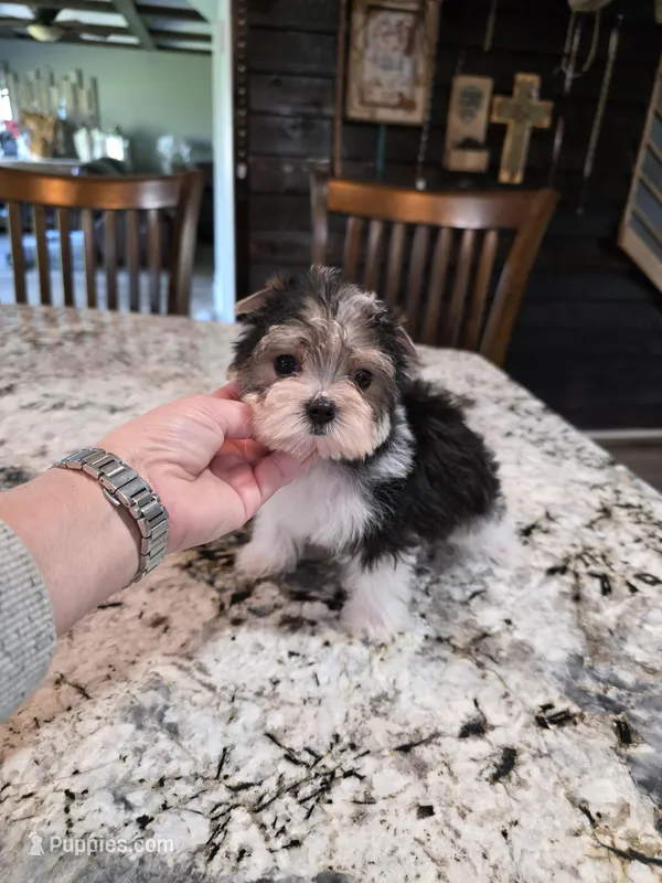 Akc cookies – Yorkshire Terrier puppy for sale in Monroe, NC