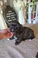 Akc princess , a female Shih Tzu for sale in Monroe, NC – 3 of 3