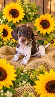 Akc jewels, a female Miniature Dachshund for sale in Monroe, NC – 1 of 1