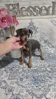 Akc Bailey , a male Miniature Pinscher for sale in Monroe, NC – 4 of 5