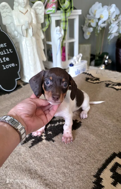 Akc Bailey  – Miniature Dachshund puppy for sale in Monroe, NC