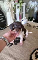 Akc Bailey , a male Miniature Dachshund for sale in Monroe, NC – 1 of 4