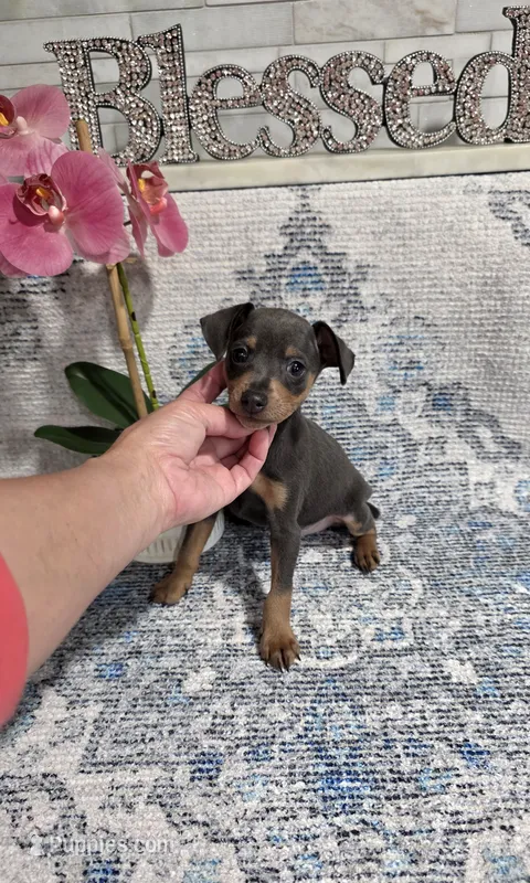 Akc Skeeter  – Miniature Pinscher puppy for sale in Monroe, NC