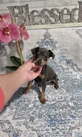 Akc Skeeter , a male Miniature Pinscher for sale in Monroe, NC – 1 of 6