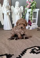 Teddy, a male Maltipoo for sale in Monroe, NC – 3 of 3