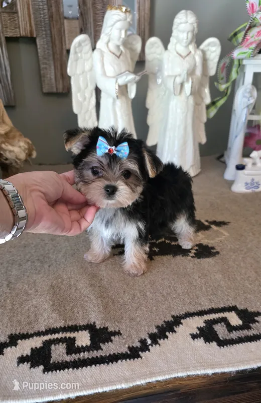 Akc tito  – Yorkshire Terrier puppy for sale in Monroe, NC