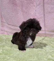 Akc Bella , a female Shih Tzu for sale in Monroe, NC – 3 of 4
