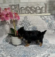 akc Bella , a female Yorkshire Terrier for sale in Monroe, NC – 3 of 3