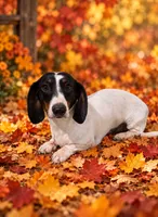 Full Akc Snoopy, a male Miniature Dachshund for sale in Monroe, NC – 2 of 2