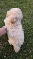 Buttons , a male Shihpoo for sale in Monroe, NC – 4 of 4