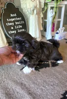Akc queenie, a female Shih Tzu for sale in Monroe, NC – 3 of 3