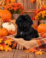 Akc Tessa , a female Shih Tzu for sale in Monroe, NC – 1 of 1