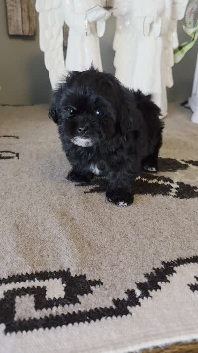 Sally , a female Shihpoo for sale in Monroe, NC – 3 of 3