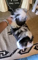 Akc Gizmo , a male Shih Tzu for sale in Monroe, NC – 4 of 6