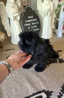 akc Bella , a female Shih Tzu for sale in Monroe, NC – 6 of 6