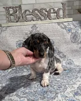 Akc gucci , a male Miniature Dachshund for sale in Monroe, NC – 2 of 4