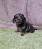Akc Bailey , a male Miniature Dachshund for sale in Monroe, NC – 2 of 4