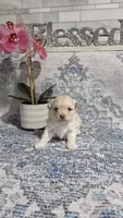 Buttons , a male Shihpoo for sale in Monroe, NC – 4 of 8