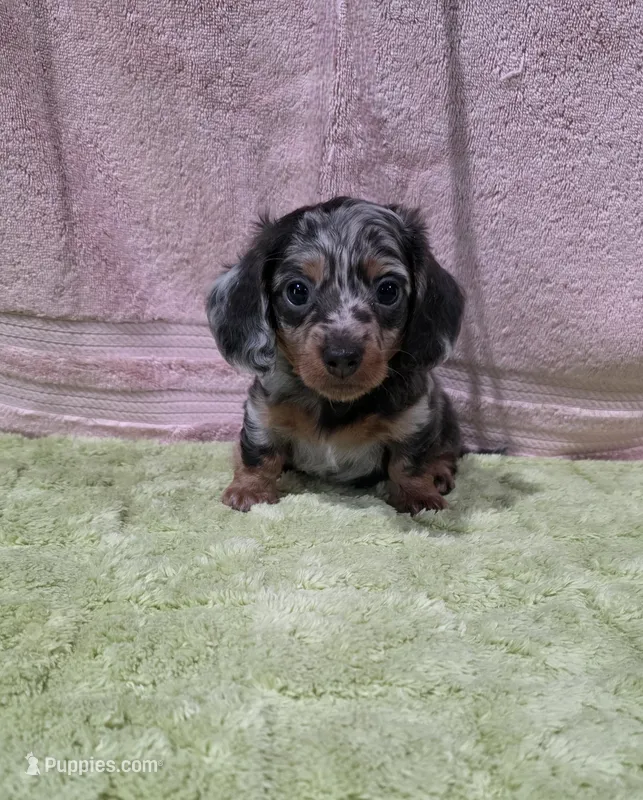 Akc Bailey  – Miniature Dachshund puppy for sale in Monroe, NC