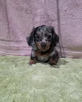 Akc Bailey , a male Miniature Dachshund for sale in Monroe, NC – 1 of 4