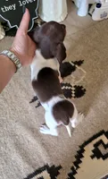 Akc Bailey , a male Miniature Dachshund for sale in Monroe, NC – 2 of 4