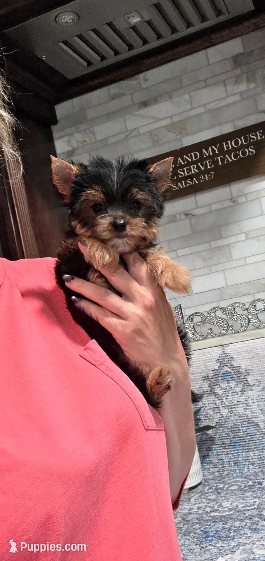 Akc cricket, a female Yorkshire Terrier for sale in Monroe, NC – 1 of 3