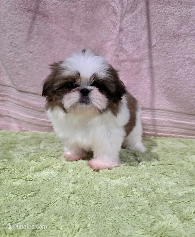 Akc Jasper  – Shih Tzu puppy for sale in Monroe, NC