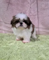 Akc Jasper , a male Shih Tzu for sale in Monroe, NC – 1 of 5