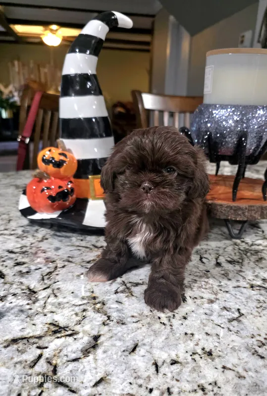 Akc princess  – Shih Tzu puppy for sale in Monroe, NC