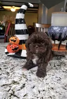 Akc princess , a female Shih Tzu for sale in Monroe, NC – 1 of 4