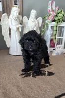  Bentley , a male Shihpoo for sale in Monroe, NC – 2 of 3