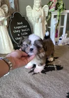 Akc tootie, a male Shih Tzu for sale in Monroe, NC – 3 of 3